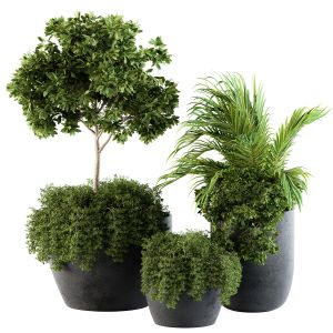 Outdoor Plants Broadleaf - Set 81