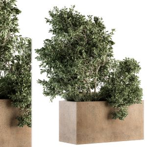 Outdoor Plants Olive - Set 82