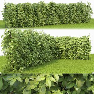 Virginia Creeper Hedge 01