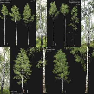 Birch forest collection