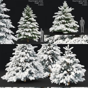 Winter spruce collection