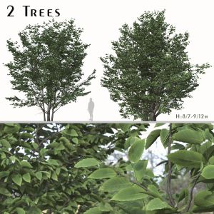 Set Of Parrotia Persica Trees ( Persian Ironwood )