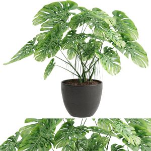 Indoor Monstera Plant 02