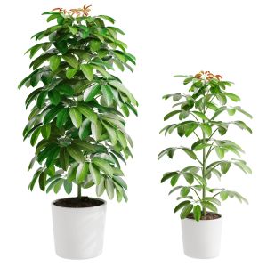 Schefflera Arboricola