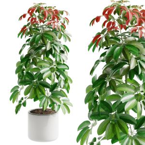 Schefflera Arboricola-01