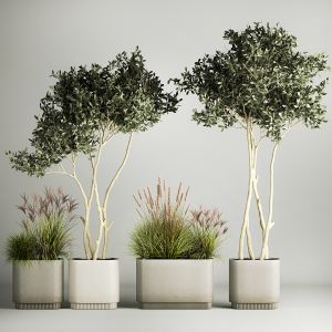 Ornamental Olive Trees In Concrete Pots 1128