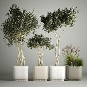 Ornamental Olive Trees In Concrete Pots