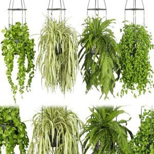 Collection Plant Vol 404 - Pothos - Hanging