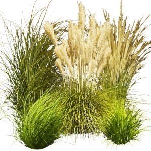 Collection Plant Vol 408 - Grass - Outdoor