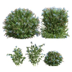 Ceratostigma Plumbaginoides Bleiwurz Box Bush