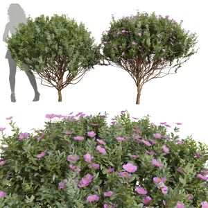 Cistus Albidus Zistrose Flower Decorative001