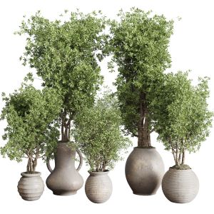 Olive Tree In An Old Earthenware Vase Indoor Set