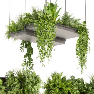 Collection Plant Vol 411 - Pothos - Hanging