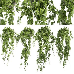 Collection Plant Vol 412 - Pothos - Hanging