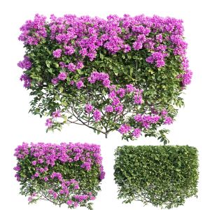 Bougainvillea Plant Set 02