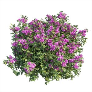 Bougainvillea Plant Set 03