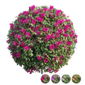 Bougainvillea Plant Set 04