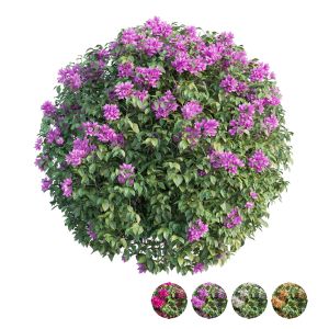 Bougainvillea Plant Set 05