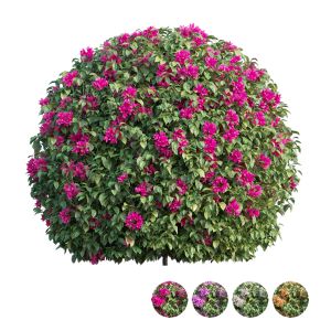 Bougainvillea Plant Set 06