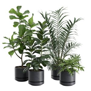 Indoor Plants Pack 31