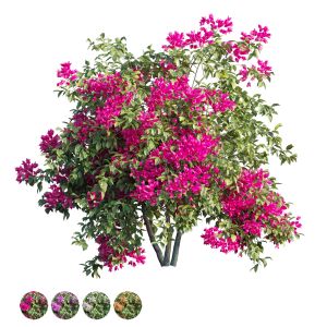 Bougainvillea Plant Set 08