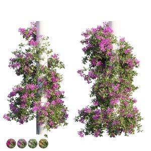 Bougainvillea Plant Set 09