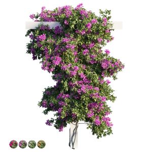 Bougainvillea Plant Set 10