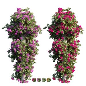 Bougainvillea Plant Set 11