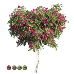 Bougainvillea Plant Set 13