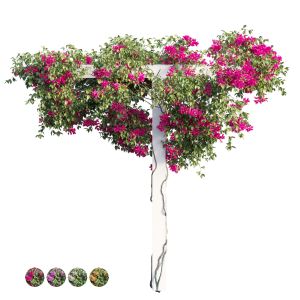 Bougainvillea Plant Set 14