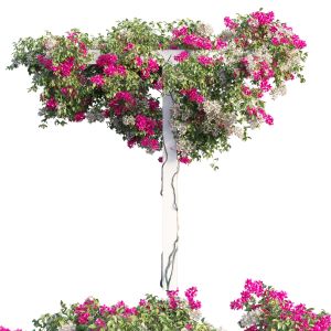 Bougainvillea Plant Set 15