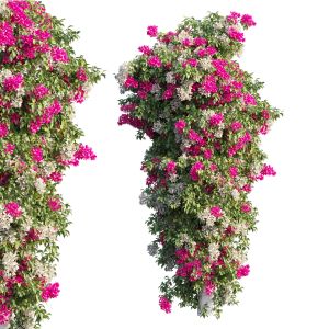 Bougainvillea Plant Set 16