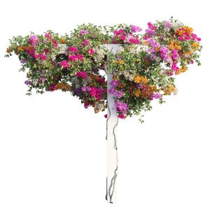 Bougainvillea Plant Set 17