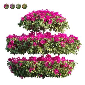 Bougainvillea Plant Set 18