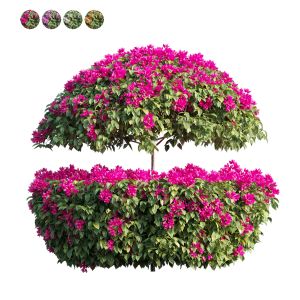 Bougainvillea Plant Set 19