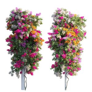 Bougainvillea Plant Set 21