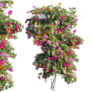 Bougainvillea Plant Set 22