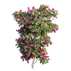 Bougainvillea Plant Set 23