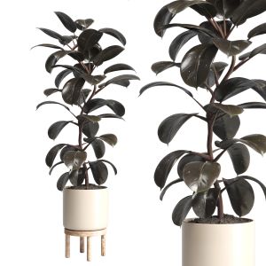 Indoor Outdoor Plant 130 Wood Pots Plants Ficus Ru