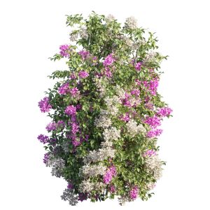 Bougainvillea Plant Set 25