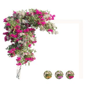 Bougainvillea Plant Set 26