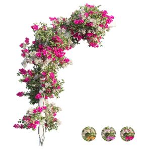 Bougainvillea Plant Set 27