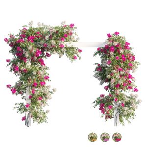 Bougainvillea Plant Set 28