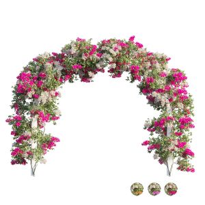 Bougainvillea Plant Set 29