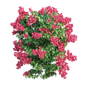 Bougainvillea Plant Set 31