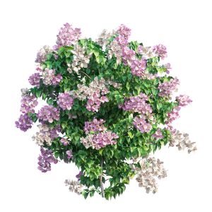 Bougainvillea Plant Set 33