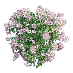 Bougainvillea Plant Set 34