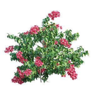 Bougainvillea Plant Set 35