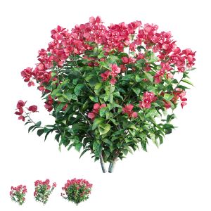 Bougainvillea Plant Set 36