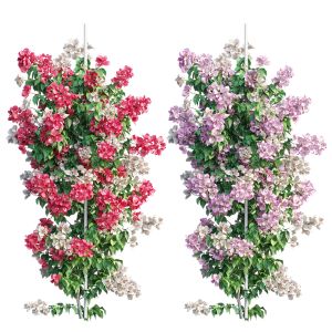 Bougainvillea Plant Set 39